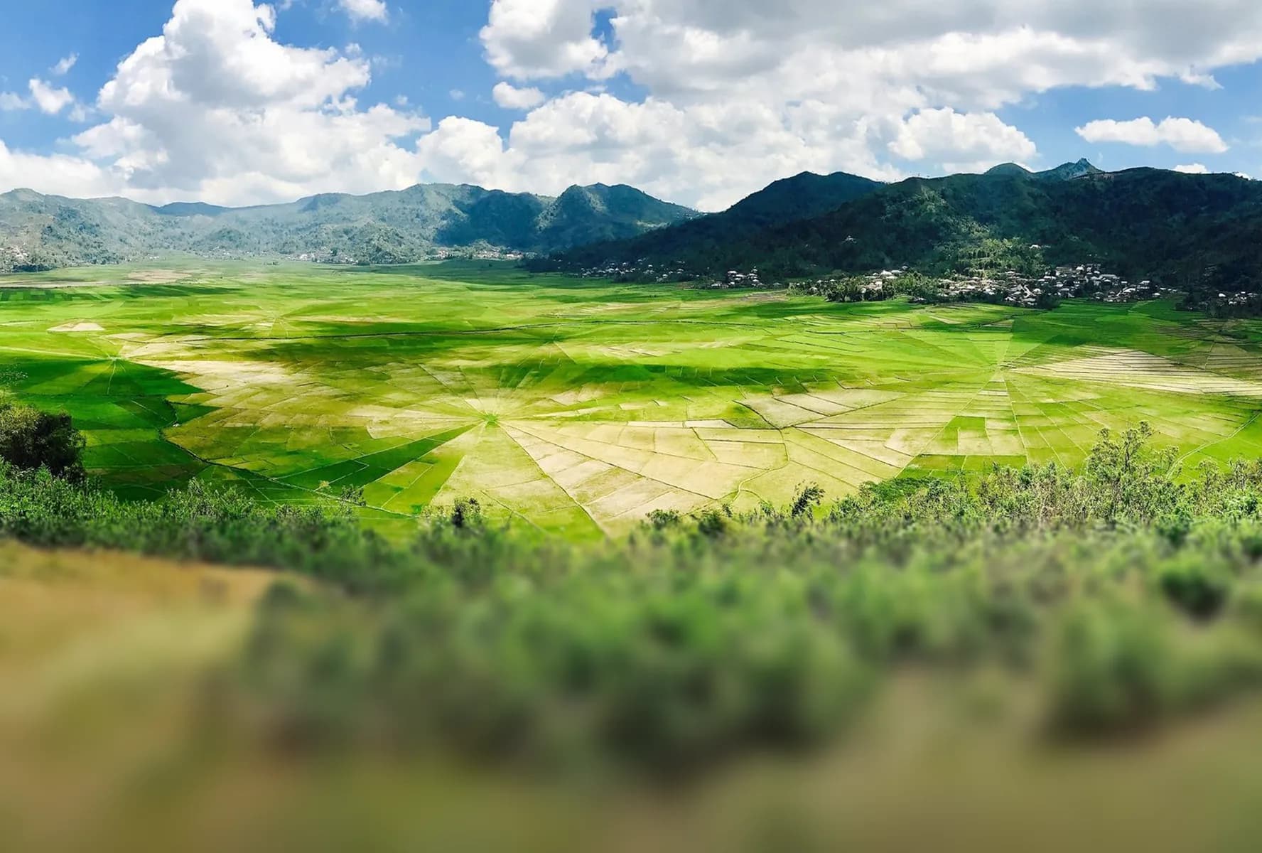 Rice Fields