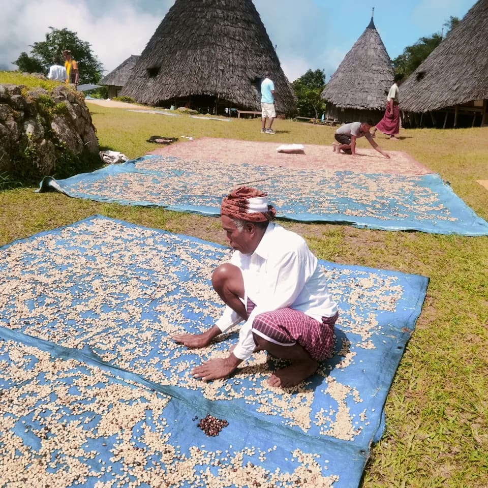 Witnessing the tradition of sun-drying fresh Waerebo coffee beans.