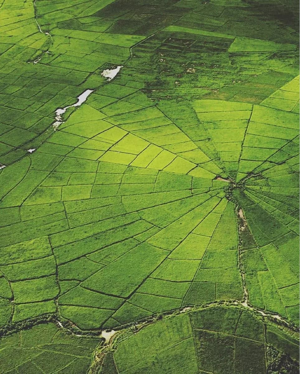 Lingko Spider Web Rice Fields